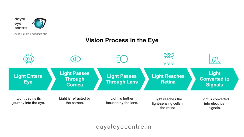 vision process in the eye