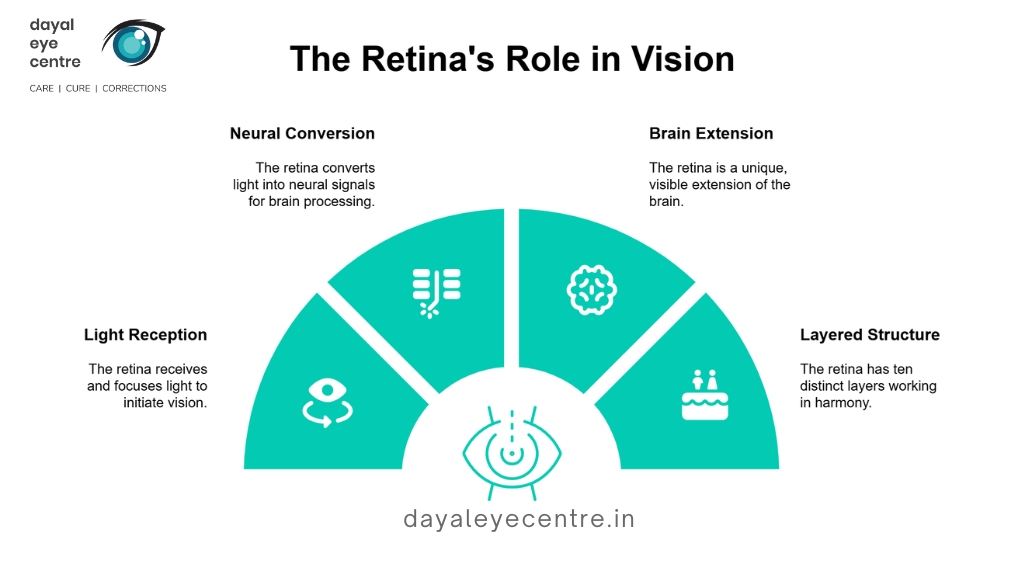 The retina's role in vision