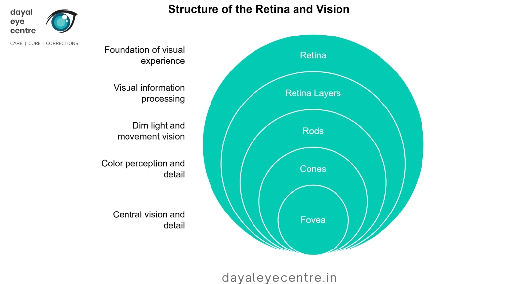 Structure of the retina and vision