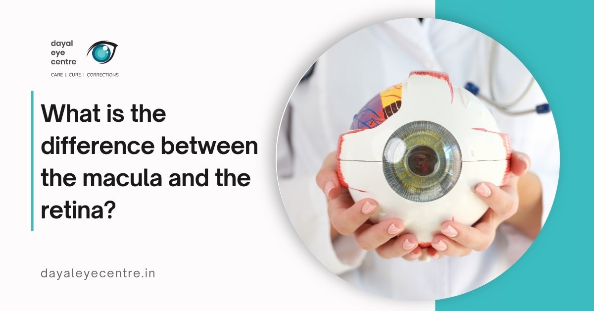 What is the difference between the macula and the retina