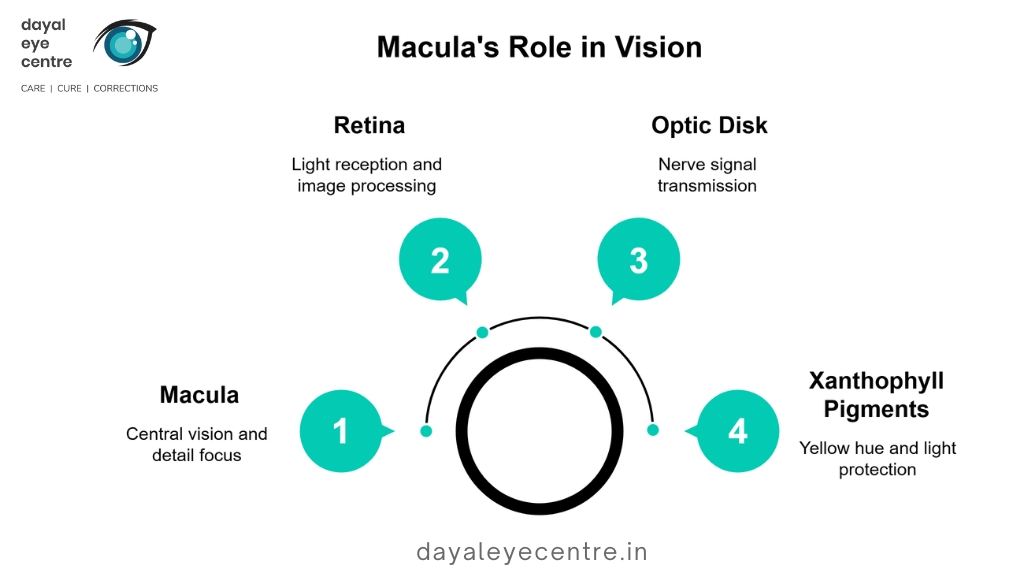Macula's Role in Vision