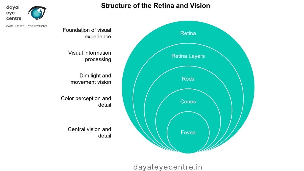 Structure of the retina and vision